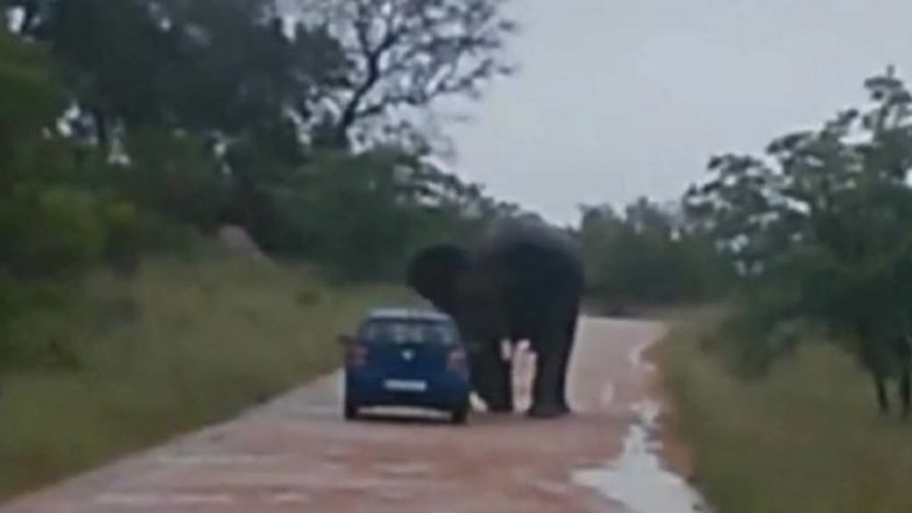 elephant attack tourist in kruger national park