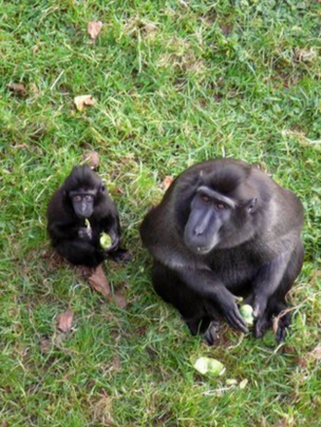 Paignton Zoo monkeys banned from eating bananas BBC News