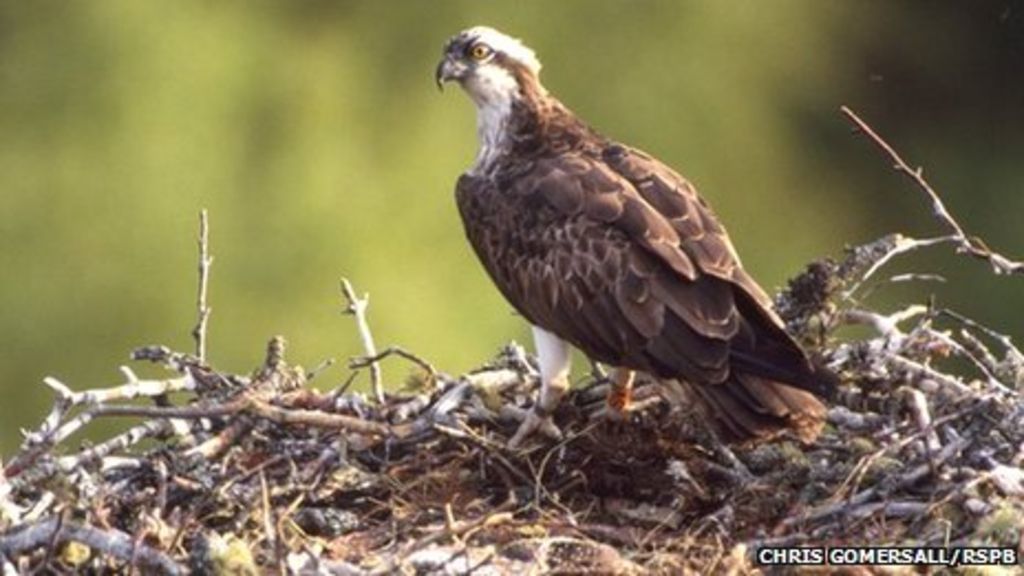 osprey highlander