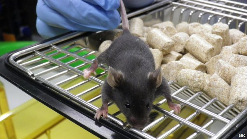 See inside the Oxford animal lab BBC News