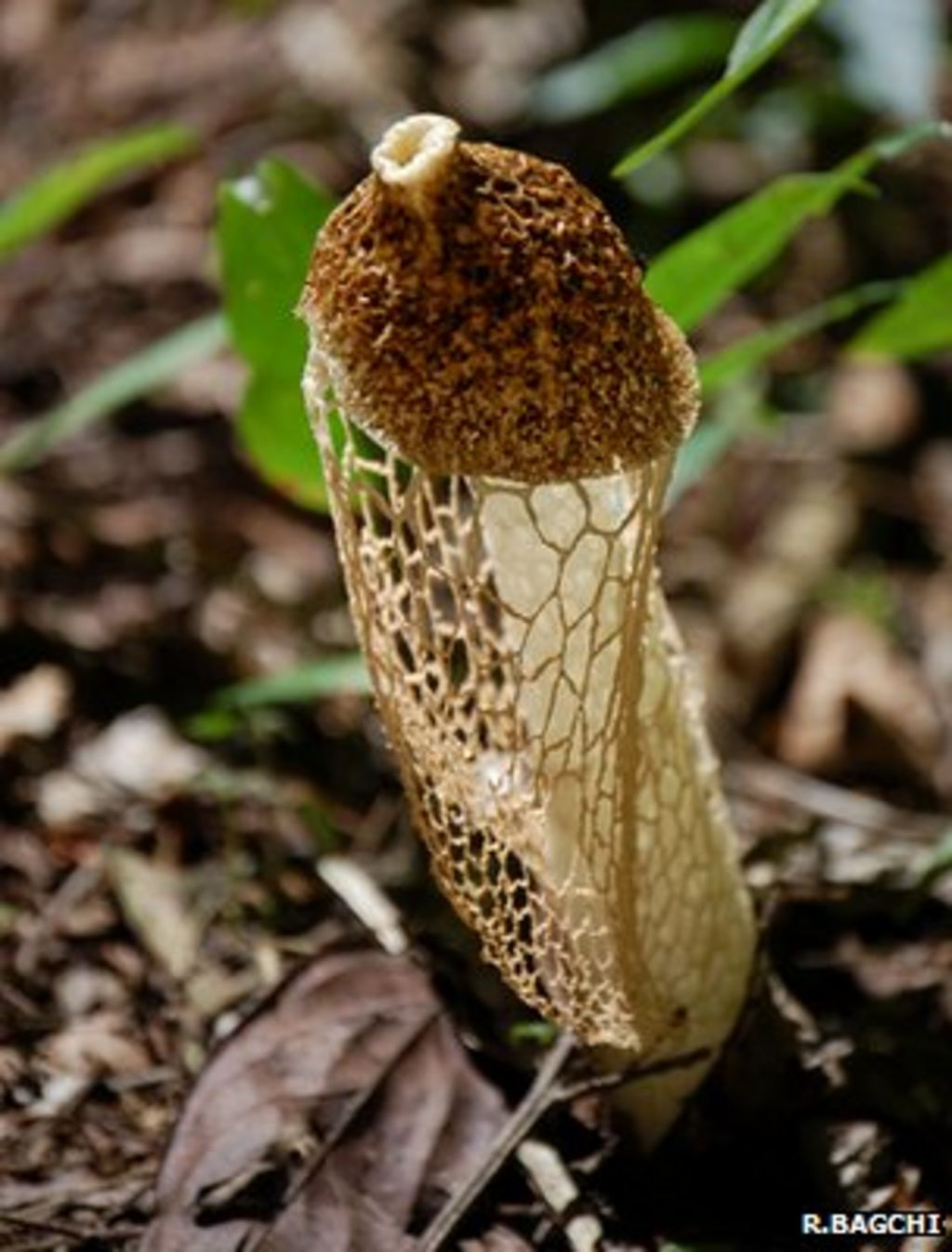 plant-killing-fungi-drive-rainforest-biodiversity-bbc-news