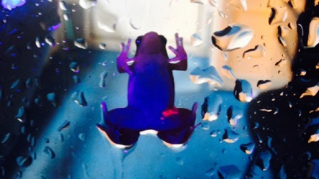 Rare frogs glow for conservation BBC News