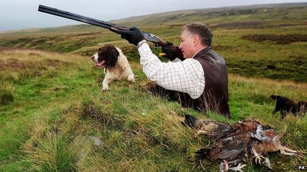 Bird of prey group calls for grouse shooting licences BBC News