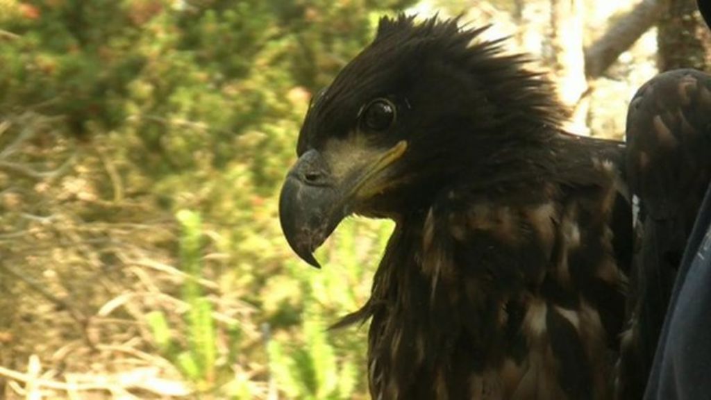 Wildlife Expert Rejects Calls To Control Sea Eagles Bbc News 