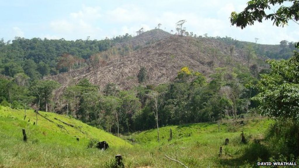 Drug trafficking is speeding deforestation in Central America - BBC News