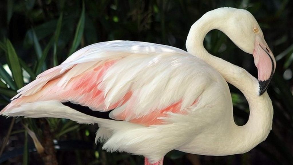 Consumeren Microbe nul World's oldest flamingo' dies in Australian zoo at 83 - BBC News