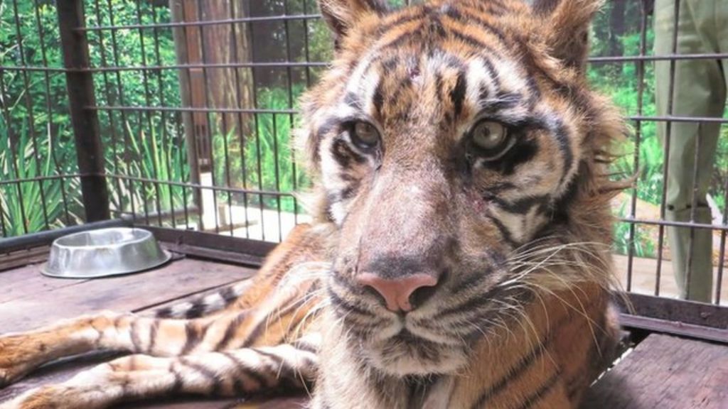 Can Indonesia's 'zoo Of Death' Turn Things Around? - BBC News