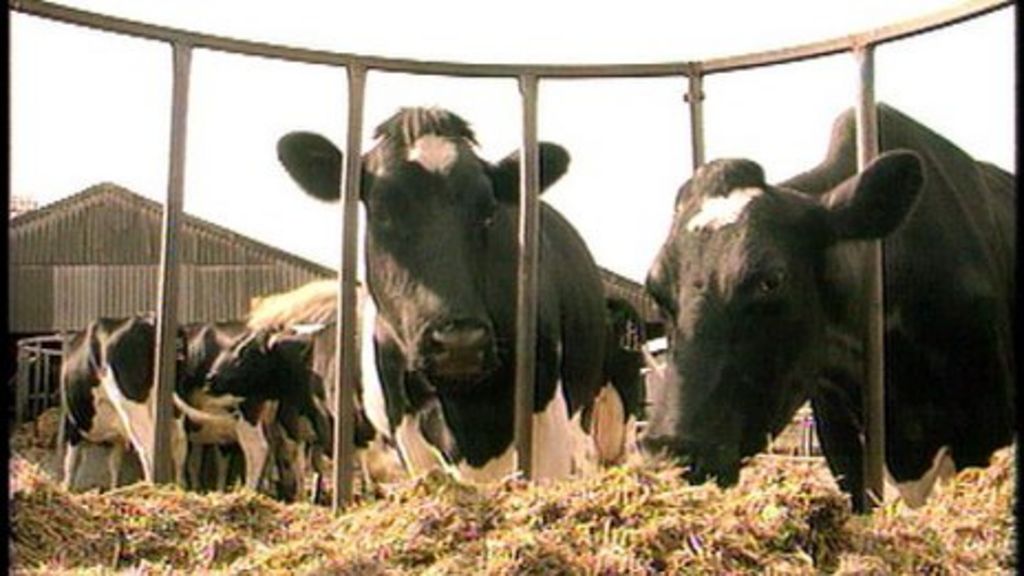 Ceredigion floods caused lead poisoning cattle deaths BBC News