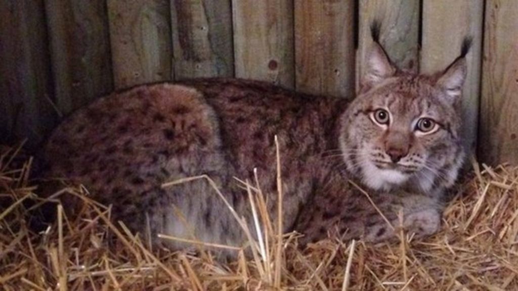 Lynx Cats Arrive At Lincolnshire Wildlife Park Bbc News Lynx Cats Arrive At Lincolnshire Wildlife Park Bbc News
