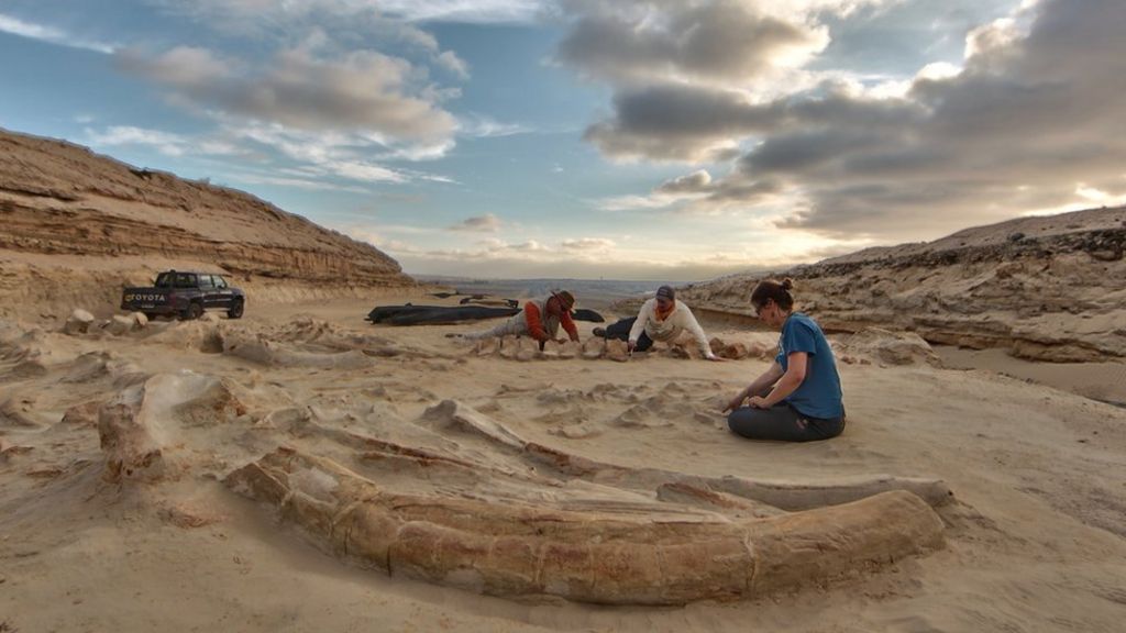 Chile's stunning fossil whale graveyard explained - BBC News