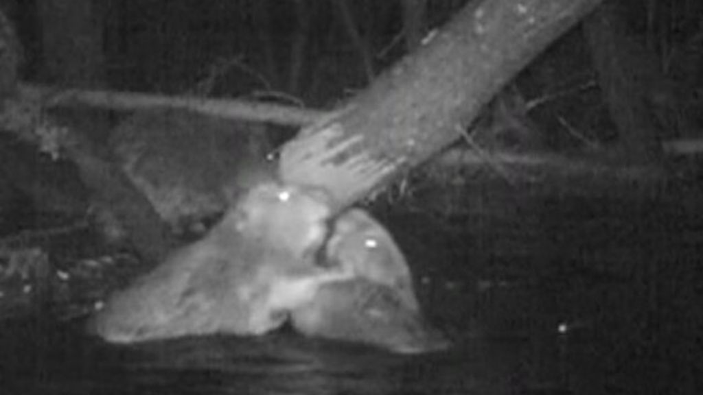 'First' sighting of wild beavers in England for centuries - BBC News