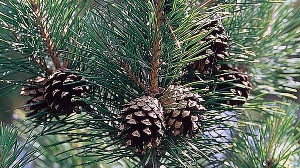 Smell of forest pine can limit climate change researchers BBC News