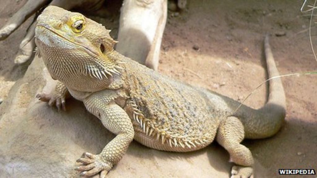 Salmonella warning issued over pet reptiles BBC News