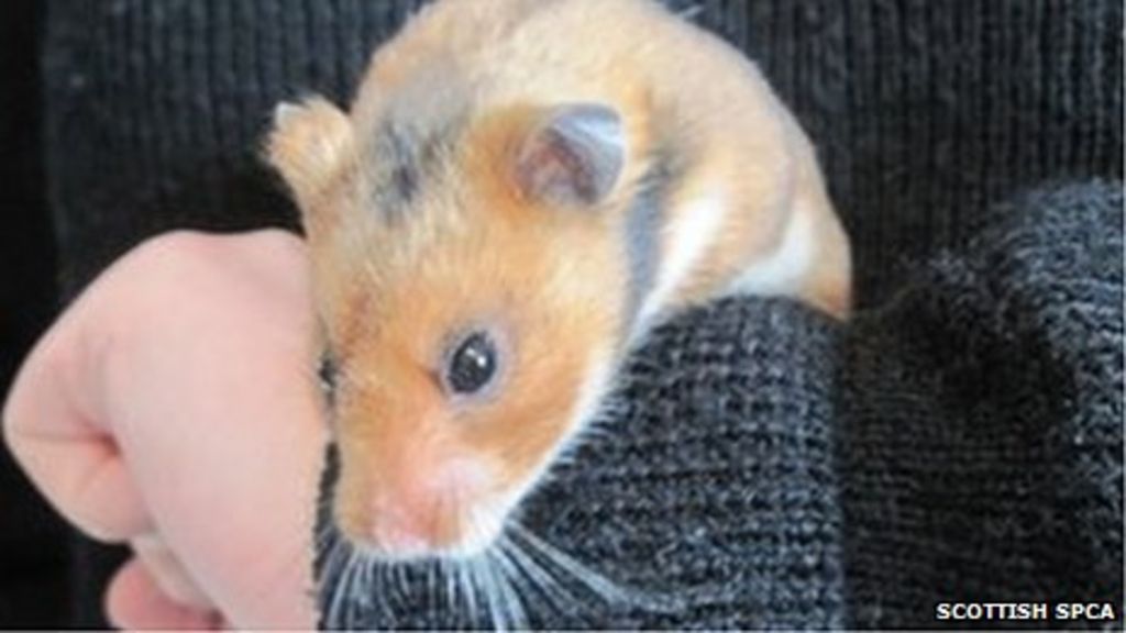 hamster in tube