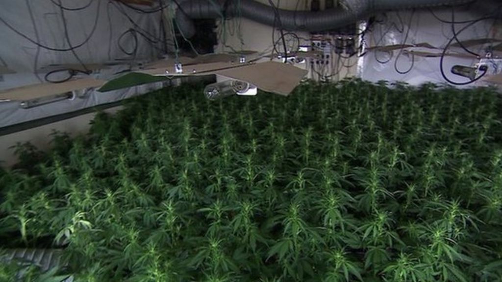 Victims trafficked from Vietnam to work on illegal UK cannabis farms ...