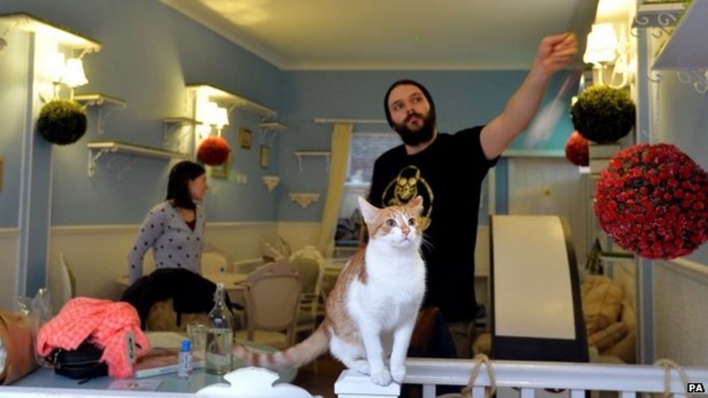 London cat  cafe  opens to two month waiting list BBC News