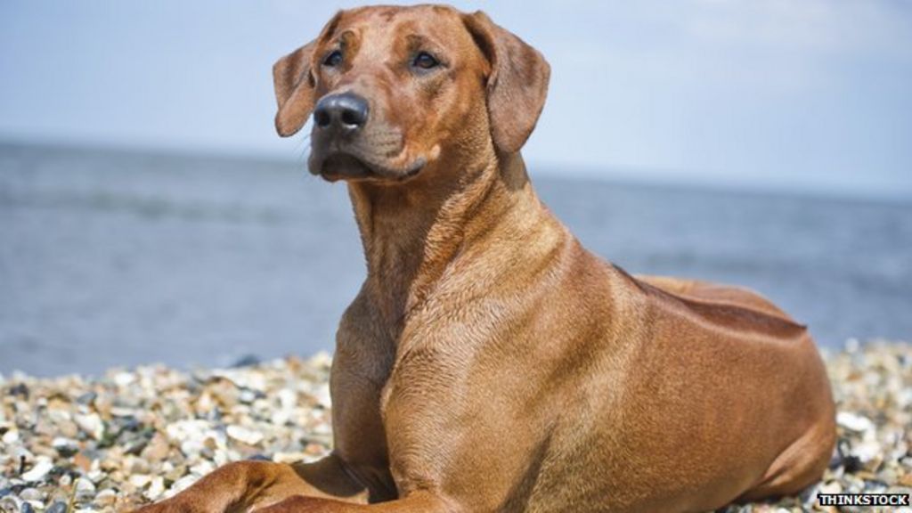 who-what-why-is-a-lost-dog-the-finder-s-property-bbc-news