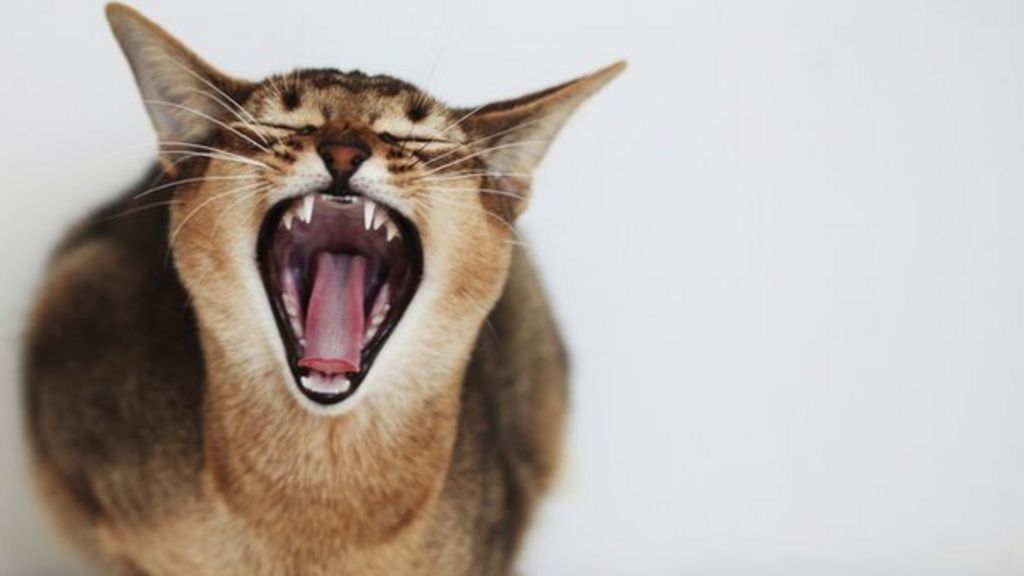 who-what-why-how-dangerous-can-domestic-cats-be-bbc-news