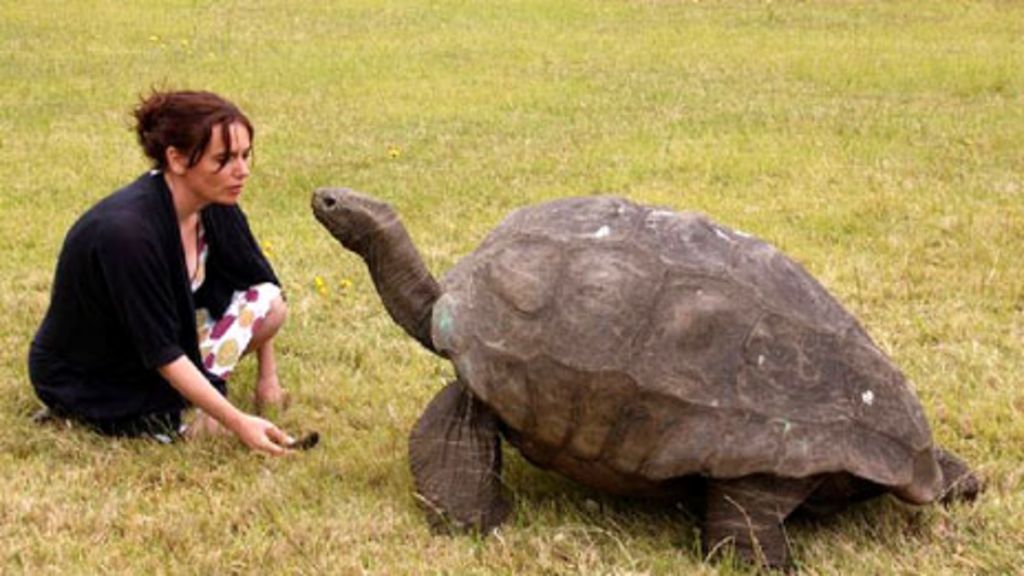 Meet Jonathan St Helenas 182 Year Old Giant Tortoise Bbc News 