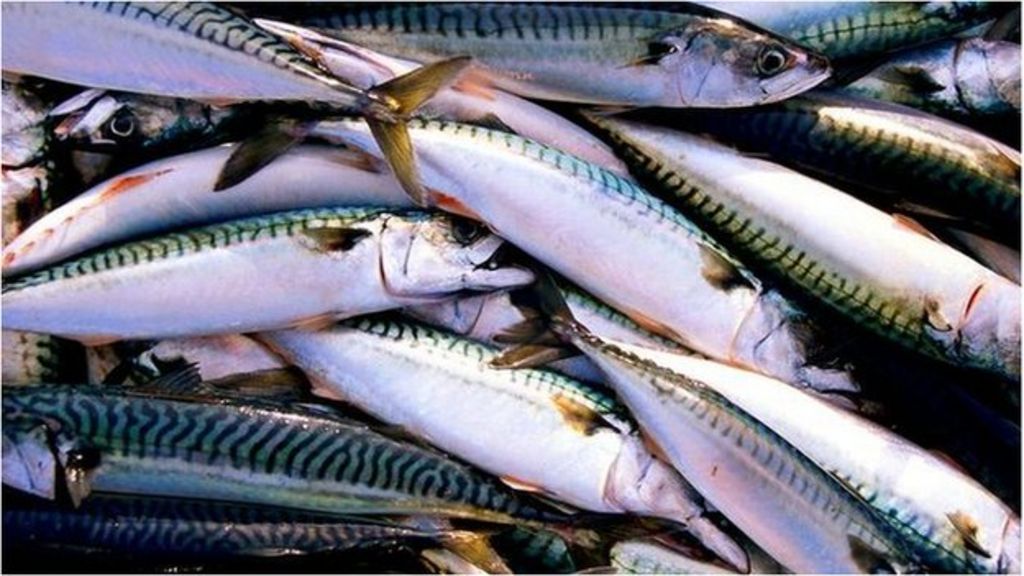 Mackerel quotas agreed after dispute - BBC News