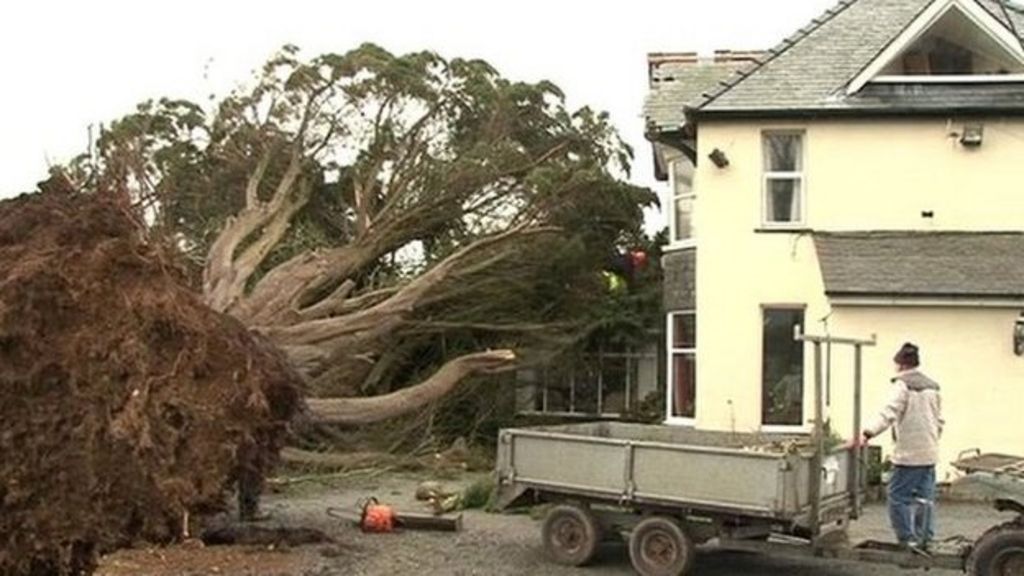 North Wales forest storm damage costs £1m BBC News