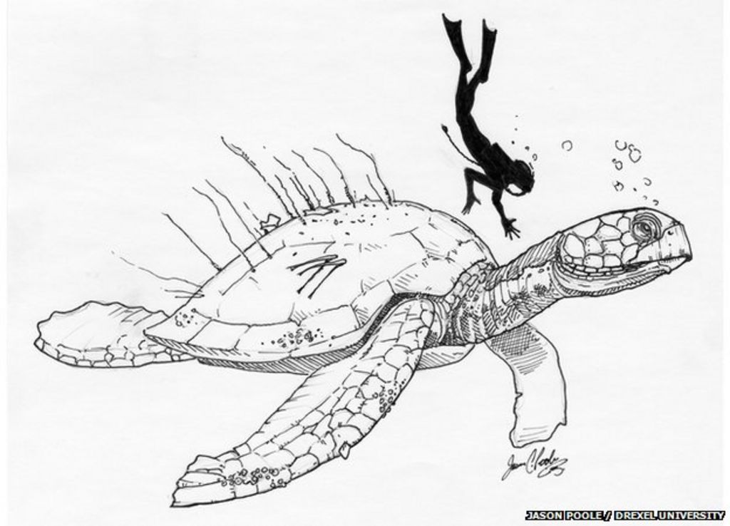 Monster Turtle Fossils Re United Bbc News 8396