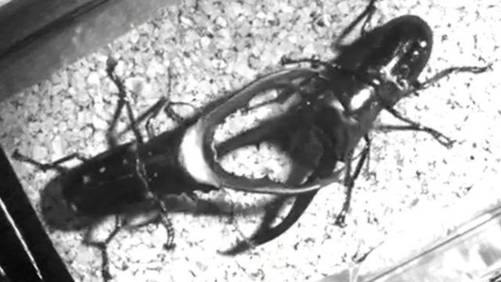 Stag beetle battles How ungainly jaws bite so hard BBC News