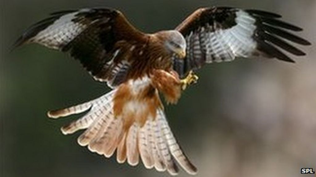 Number of birds of prey poisoned in Scotland doubles - BBC News