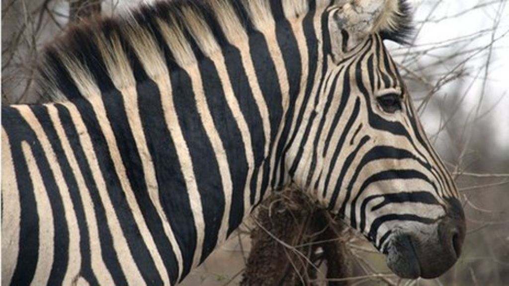 Zebra developed stripes 'to repel biting flies' BBC News