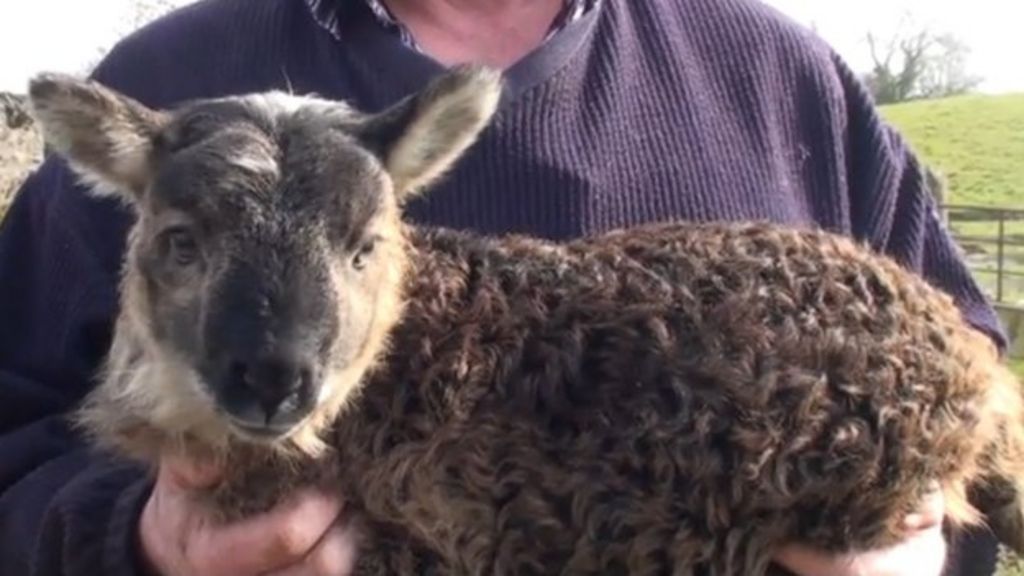 Geep Rare �goatsheep� born on Irish farm BBC News Geep Rare �goatsheep� born on Irish farm BBC News
