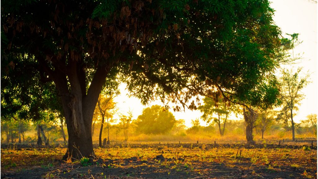 The Sadness Behind The Central African Republic S Mango Trees c News