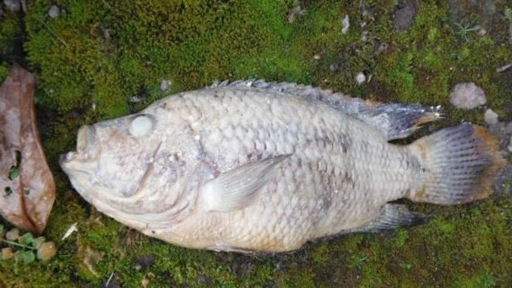 Dead Fish Found Blocking Shropshire Sewers Bbc News - Bathroom Smells Like Fish Uk