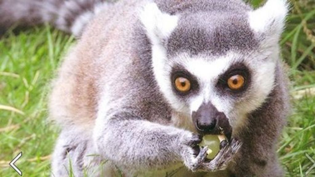 Escaped ring-tailed lemur spotted in Sulby driveway - BBC News