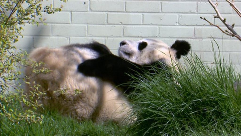Edinburgh zoo pandas: Hopes for baby panda - BBC News