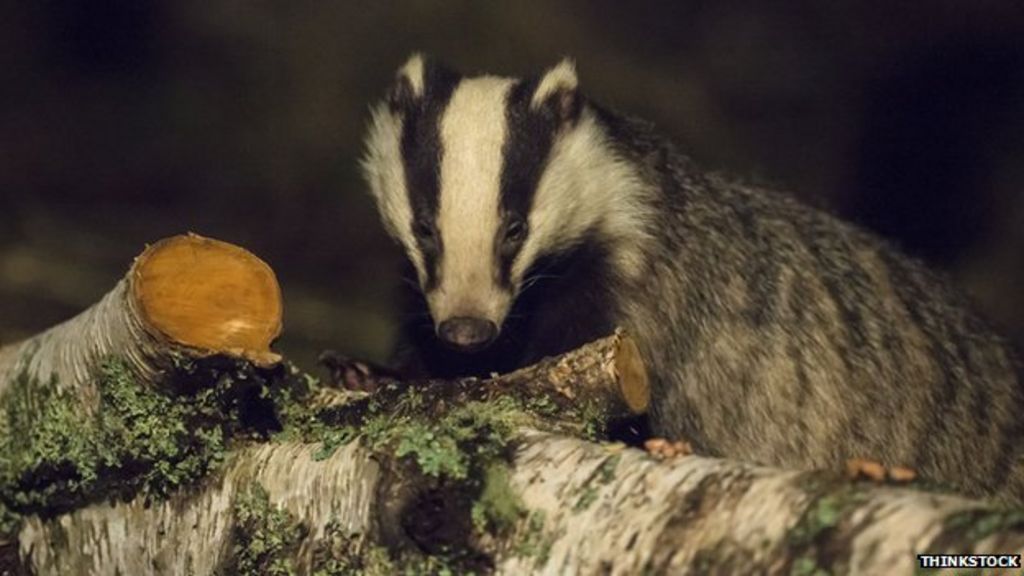 Norway Badger �survives car grille ride� BBC News
