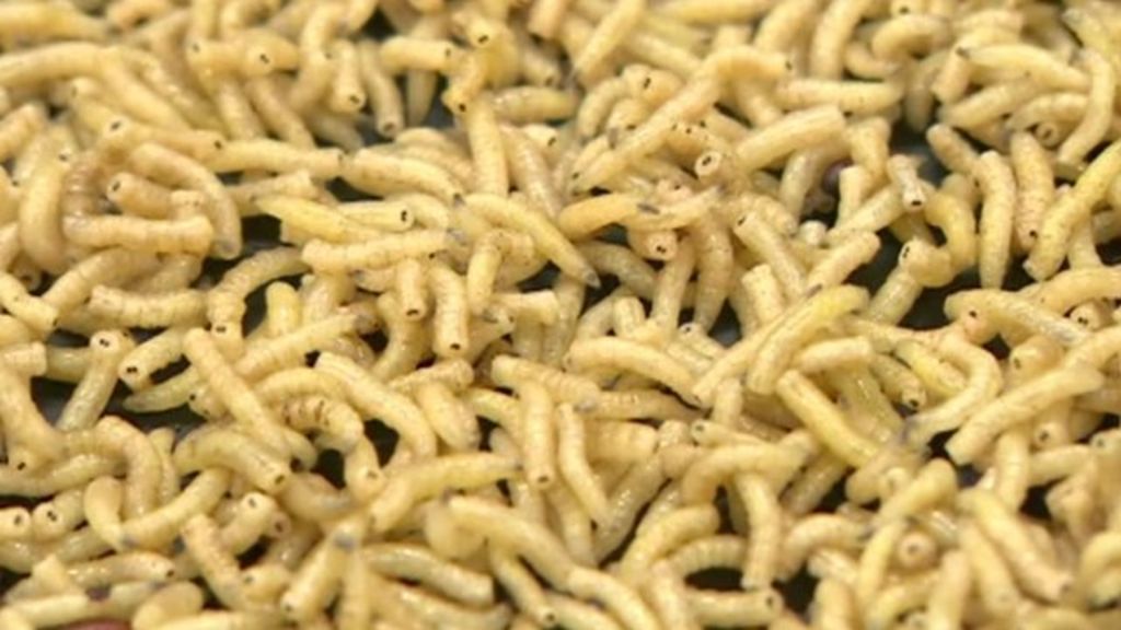 Could Maggots Revolutionise Farming Bbc News