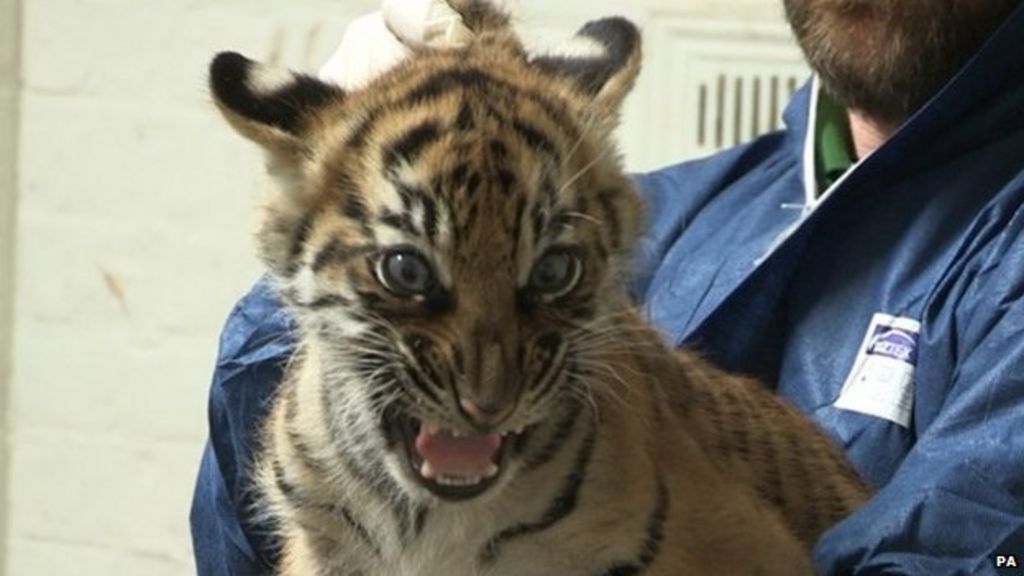 New London Zoo triplet tiger cubs in 'rude health' BBC News