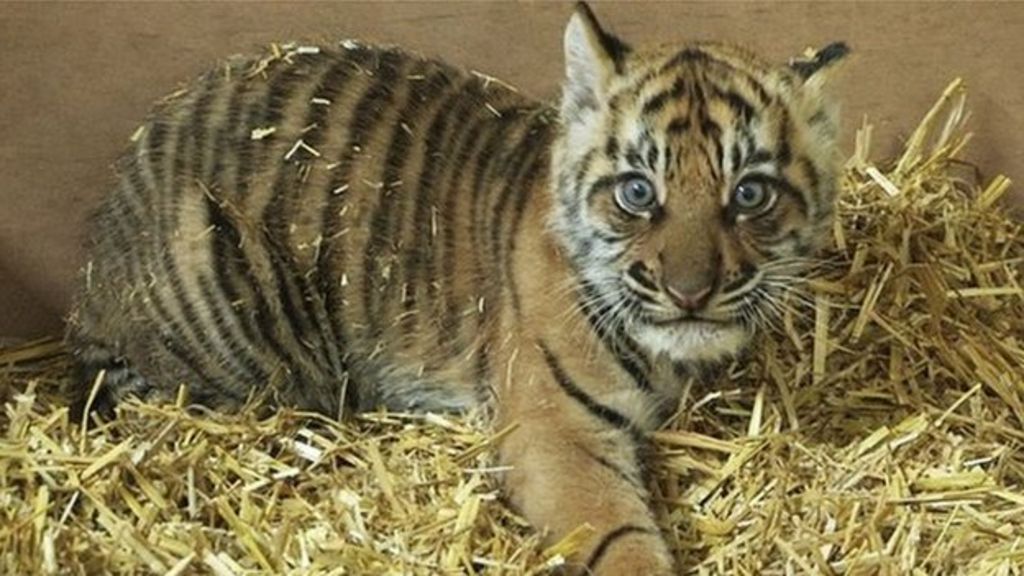 New London Zoo triplet tiger cubs in 'rude health' - BBC News