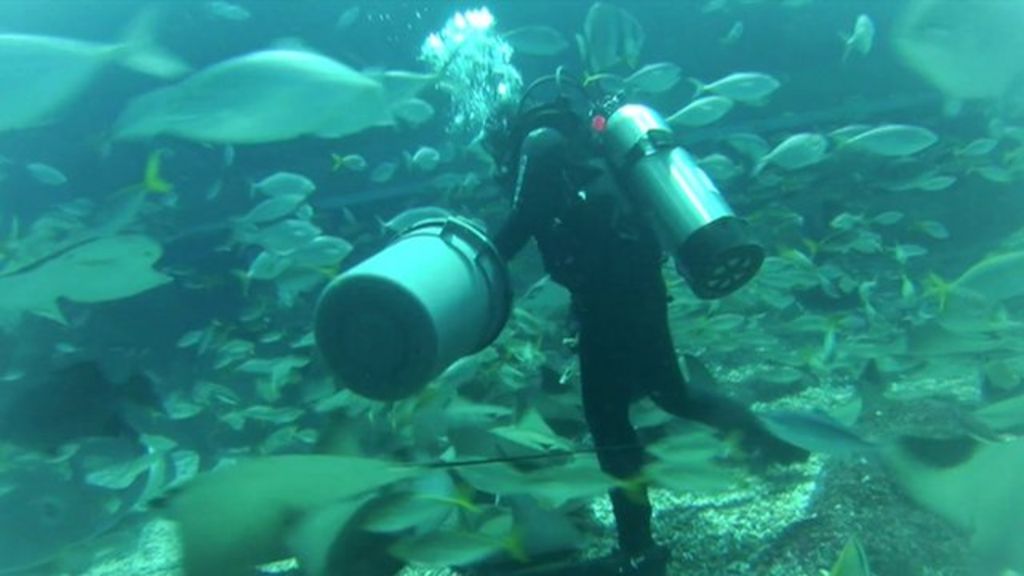 Cool jobs Aquarium scubadiving with tropical fish BBC News