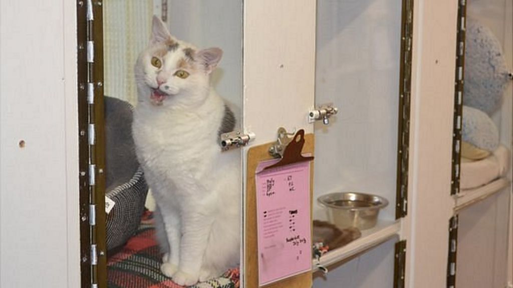 Guernsey animal shelter £1m upgrade due to welfare law BBC News
