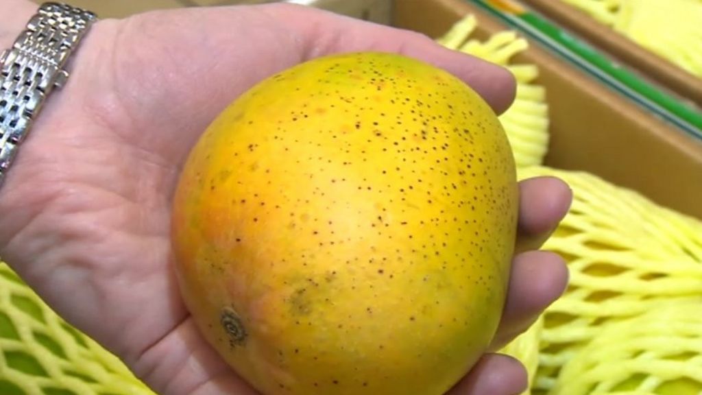 Ban on Indian mango imports to EU comes into force BBC News