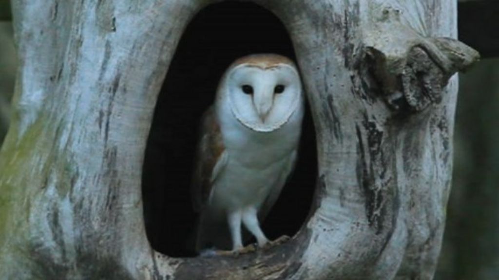 Yorkshire Barn Owl Eggs Spark Hope Of Population Recovery Bbc News