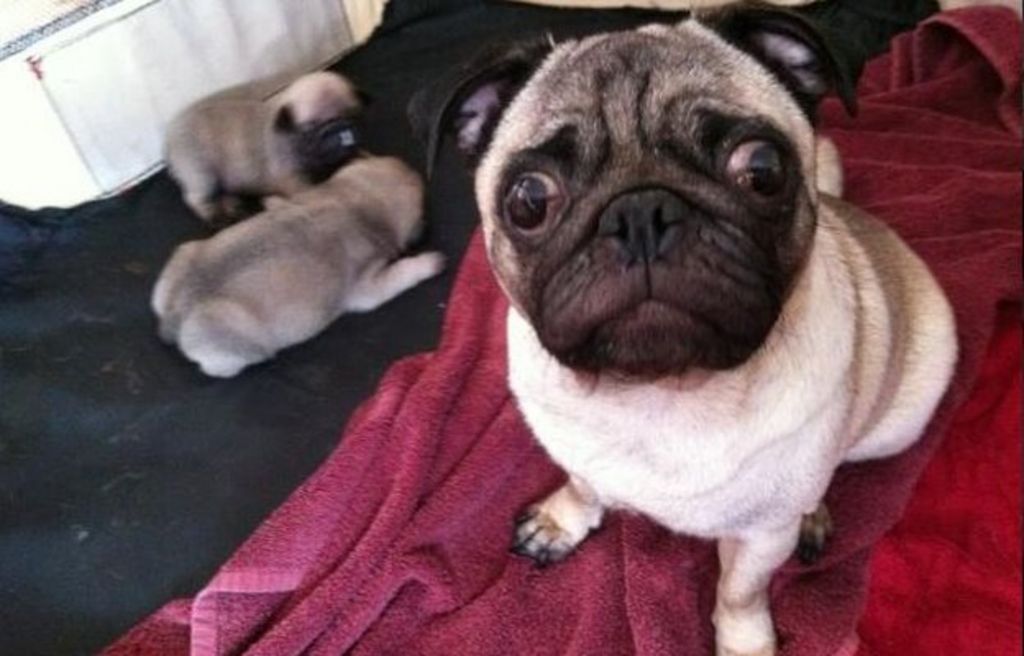 Nottingham pug puppy raid Man, 28, arrested BBC News
