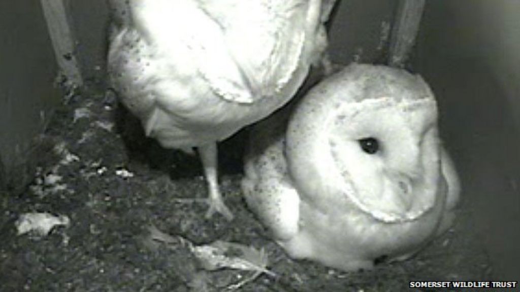 Somerset barn owl webcam watched from across the world BBC News