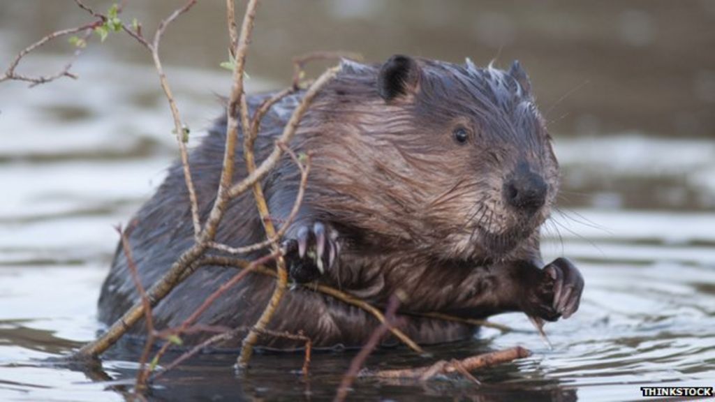 Scottish Beaver Trial Publishes Its Final Report Bbc News