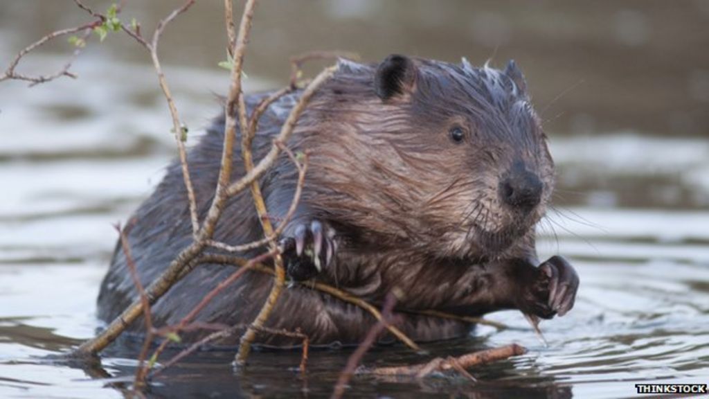 Scottish Beaver Trial publishes its final report - BBC News