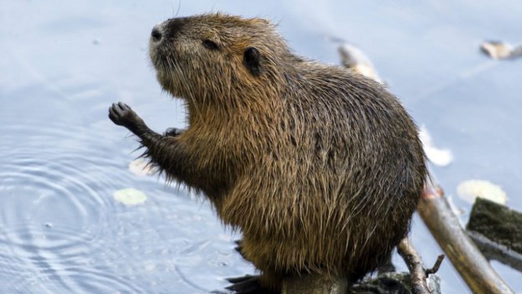 Support claimed for Scottish beaver reintroduction plans - BBC News