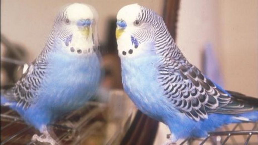 'Large numbers' of pet birds stolen in Kent BBC News