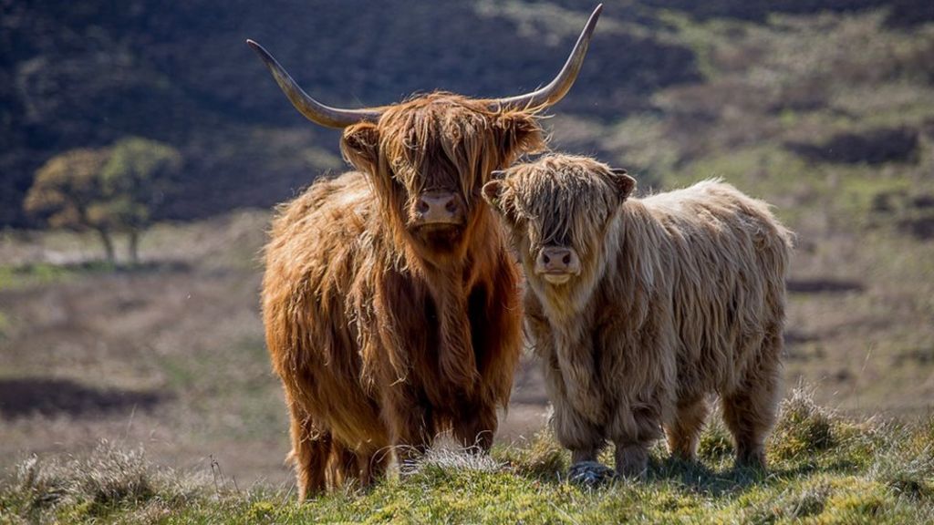 Your pictures of Scotland: 25 April - 2 May - BBC News