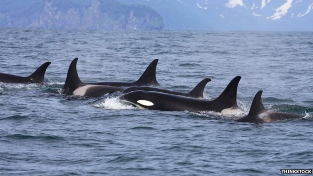 Hebridean expedition to study endangered killer whales - BBC News